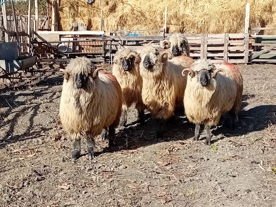 Berbeci bucalai de vanzare