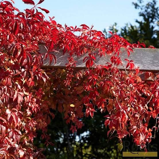 Vita De Vie (Canadiana Roșu)