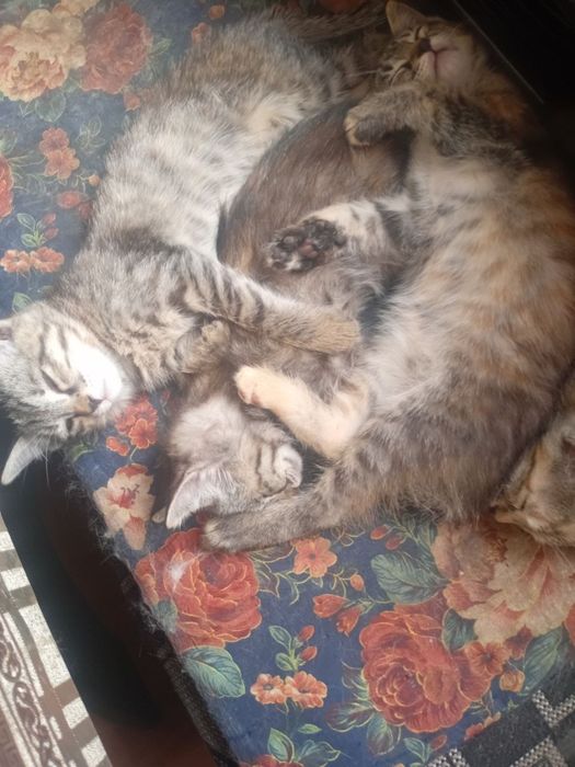 Продаются котята
