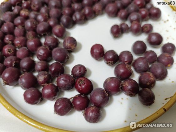 Свежие ягоды боярышника