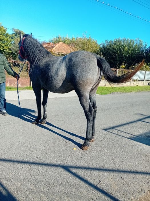 Cal de 4 ani castrat