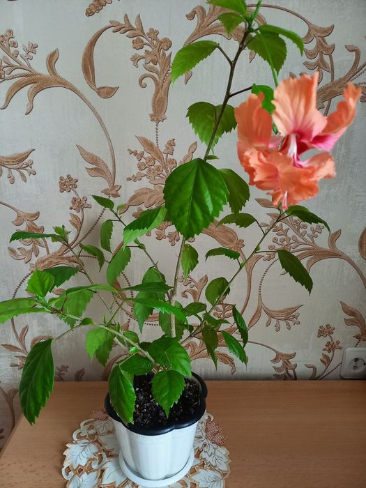 Продам взрослое растение