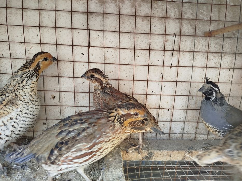 Виргинские перепела Парочка