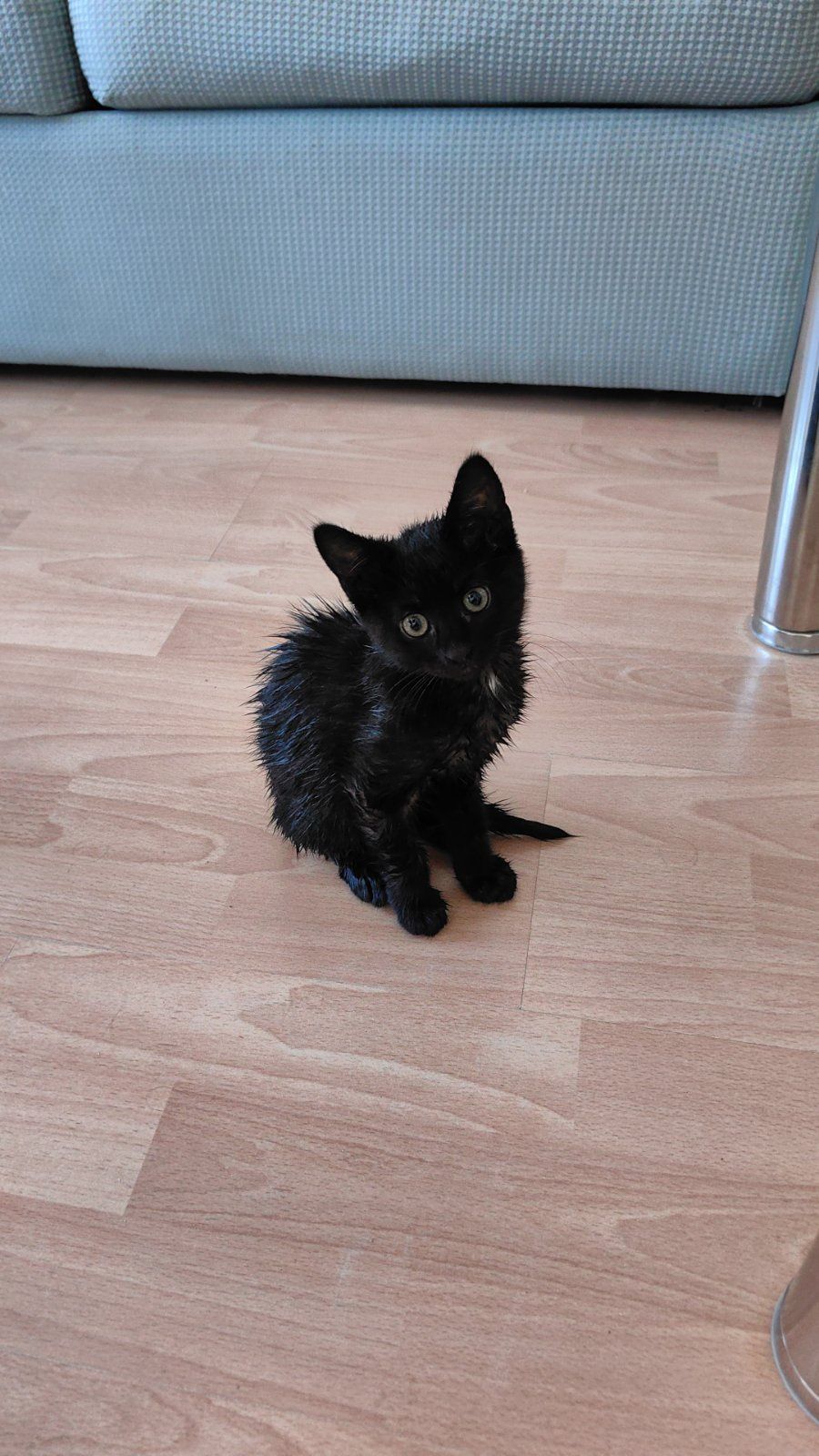 Котенце търси дом