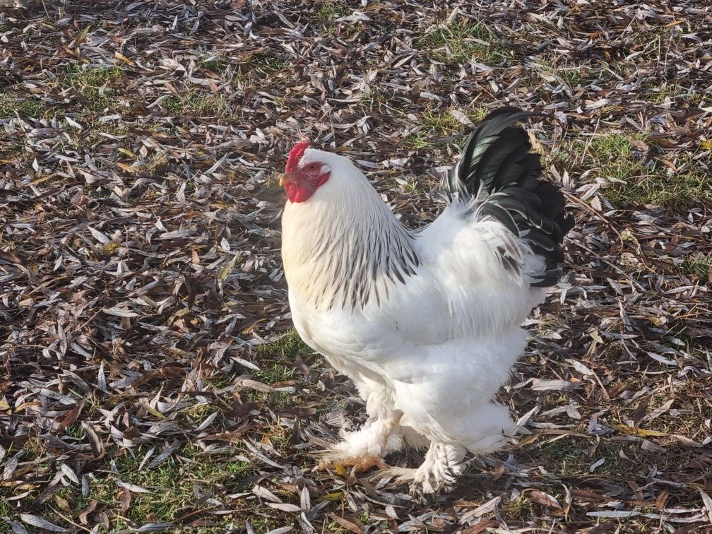 Cocosi Brahma 2024