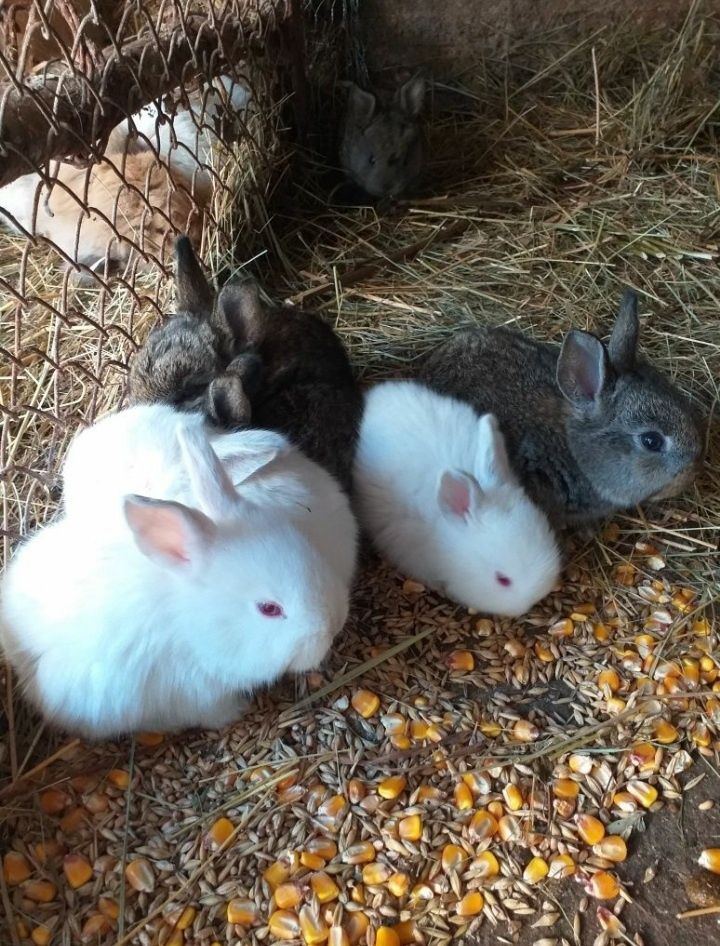 Diverse mărimi și culori