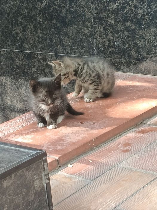 Котята в хорошие руки