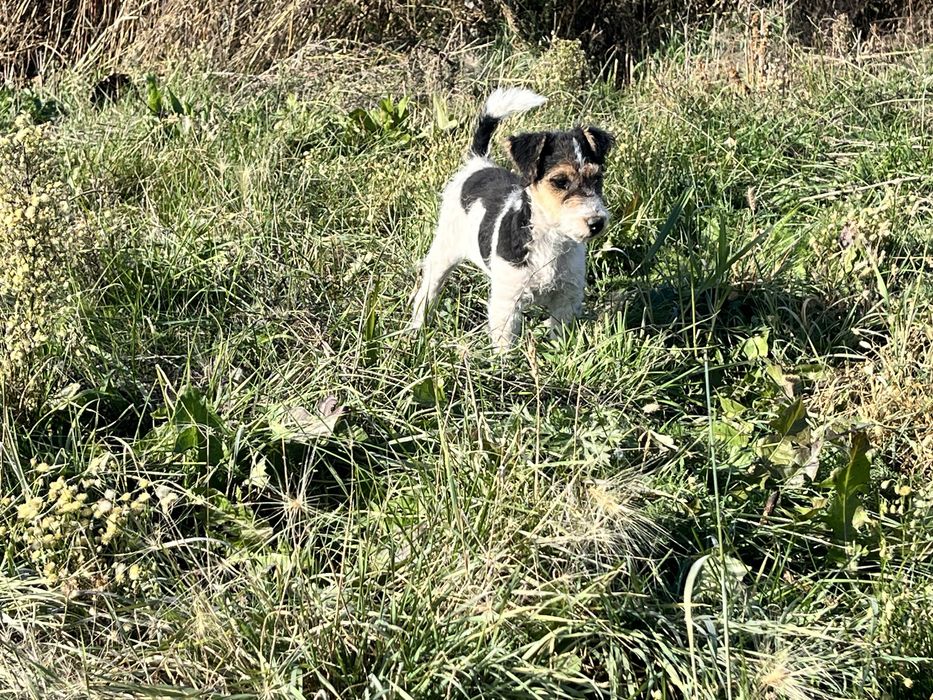 Потерялся шенок за вознаграждение