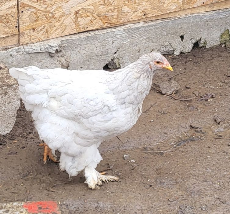 Vând 2 gaini brahma