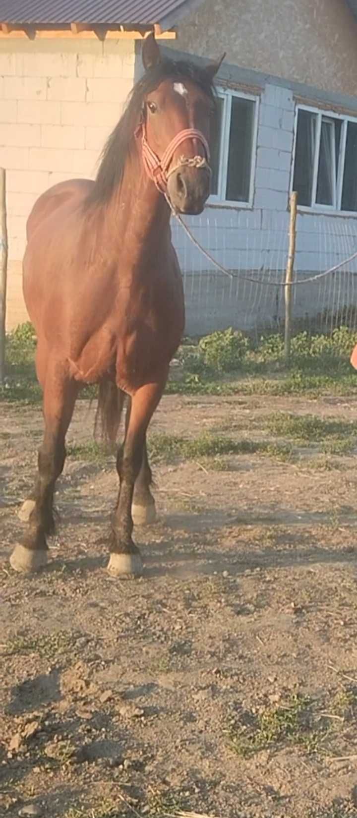 Vând mânz 2 ani și 3 ani castrați învățați