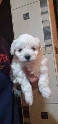 Fetita Bichon Maltese mini rasa pura