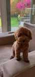 Puiut Pudel/Poodel/Caniche roscat - red , apricot toy deosebit