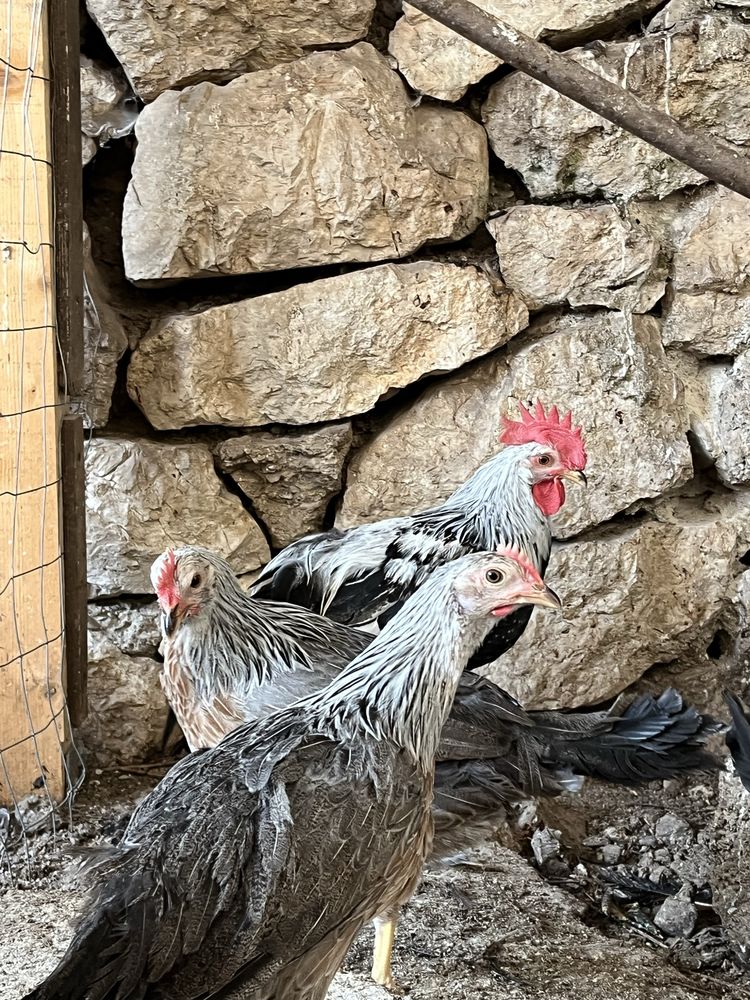Vand cocosi italiana argintie