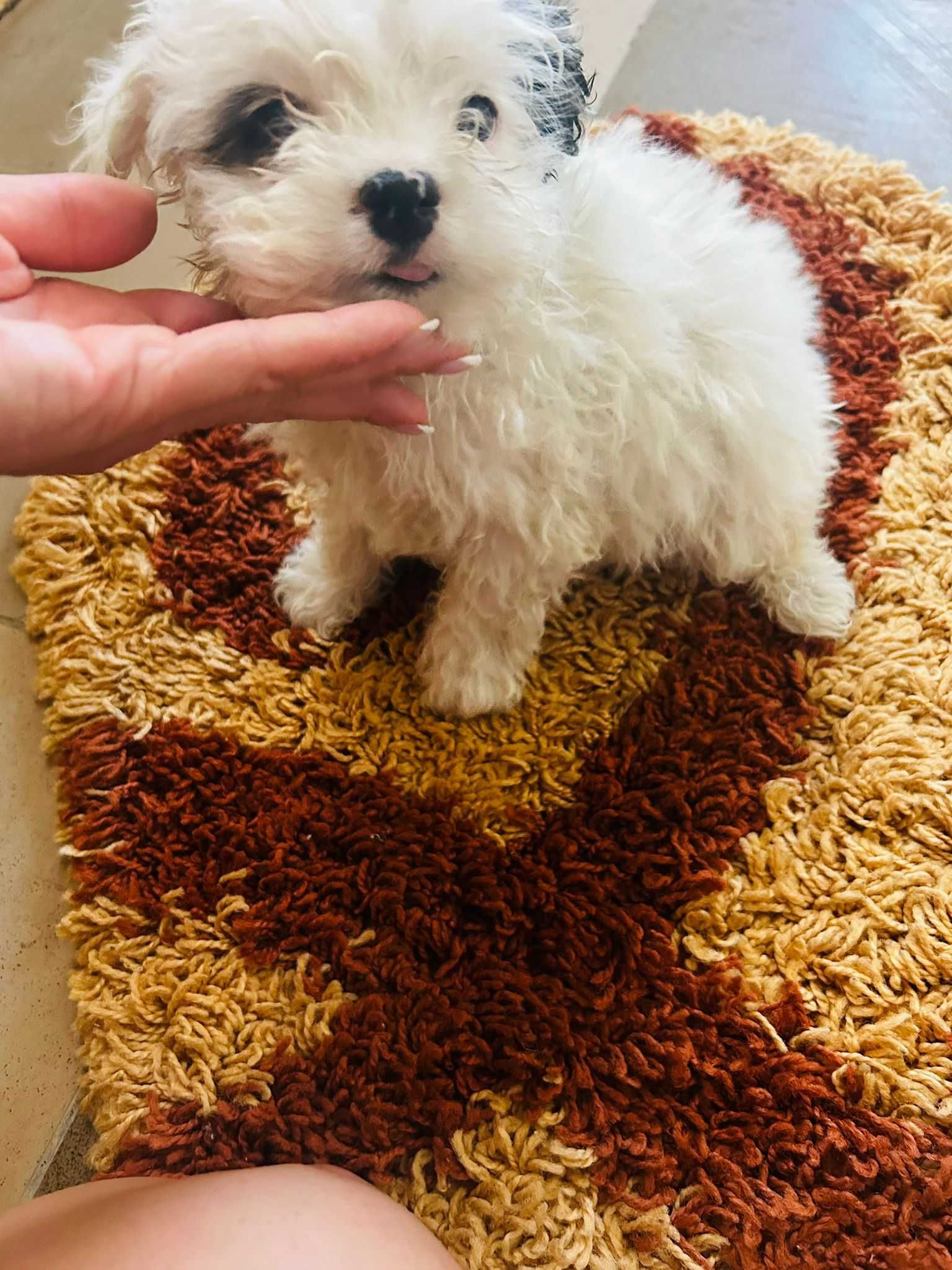 Bichon maltez 2 fete si 2 baieti suntem on cautare de stapani