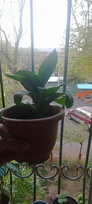 Продам щучий хвост Срочно !!!