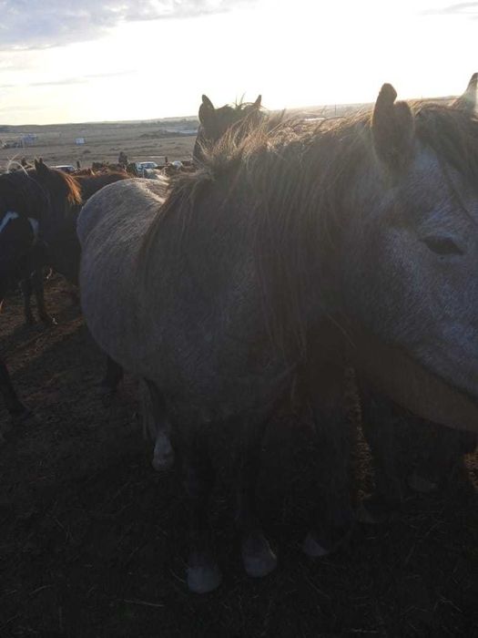 Продаётся жеребец - айгыр