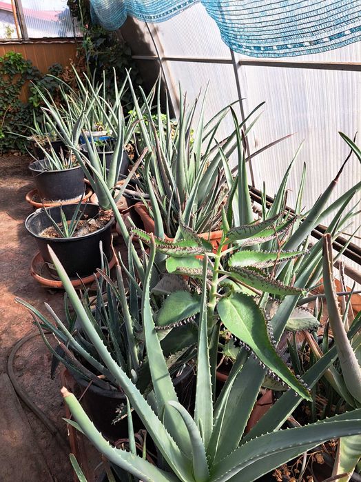 vand engros plante Aoe vera barbadensis miller, desfiintare sera