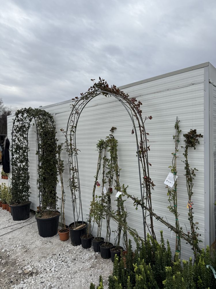 Plante ornamentale calitate extra