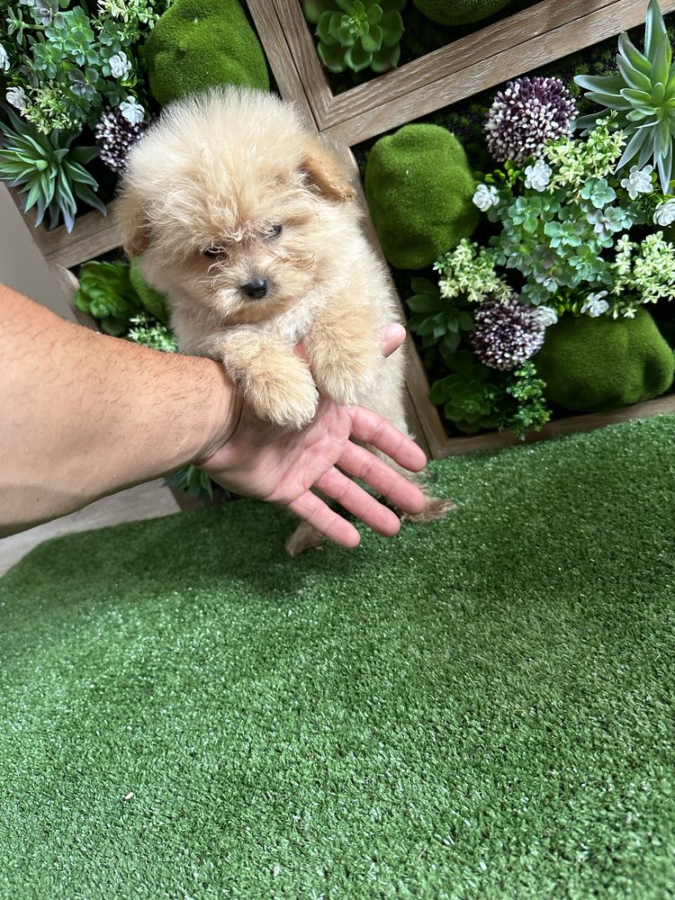Pomapoo/Той Пудел