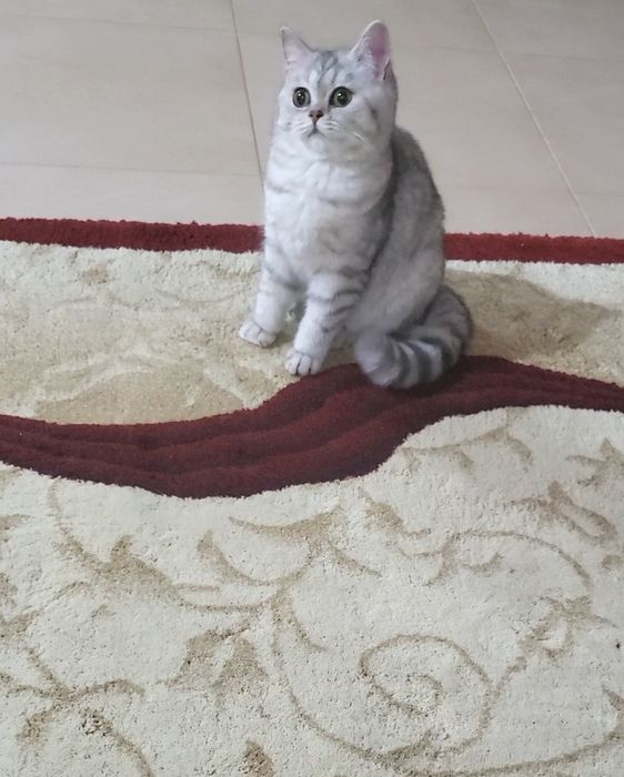 British shorthair