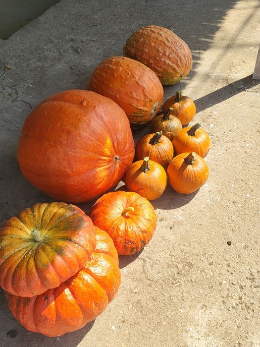 Bostani în cantități foarte mari