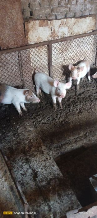 Малки прасенца отбити