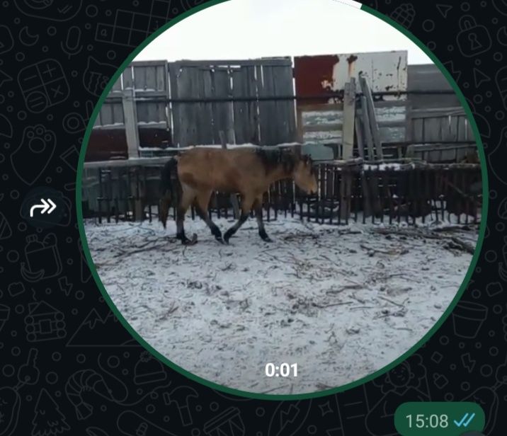 Сем!з тай.  На откорме 2мес.450тыс