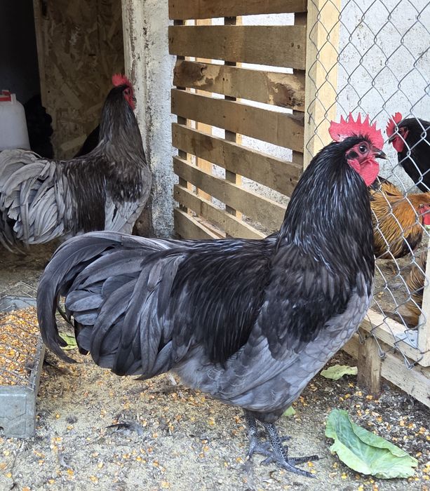 Cocosi Australorp negru/albastru