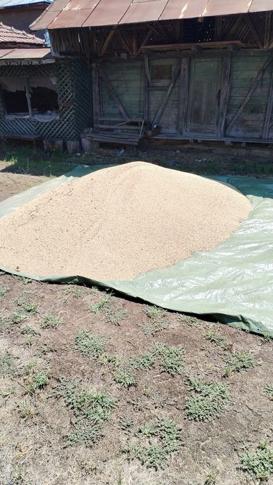 Vand grau productie 2025