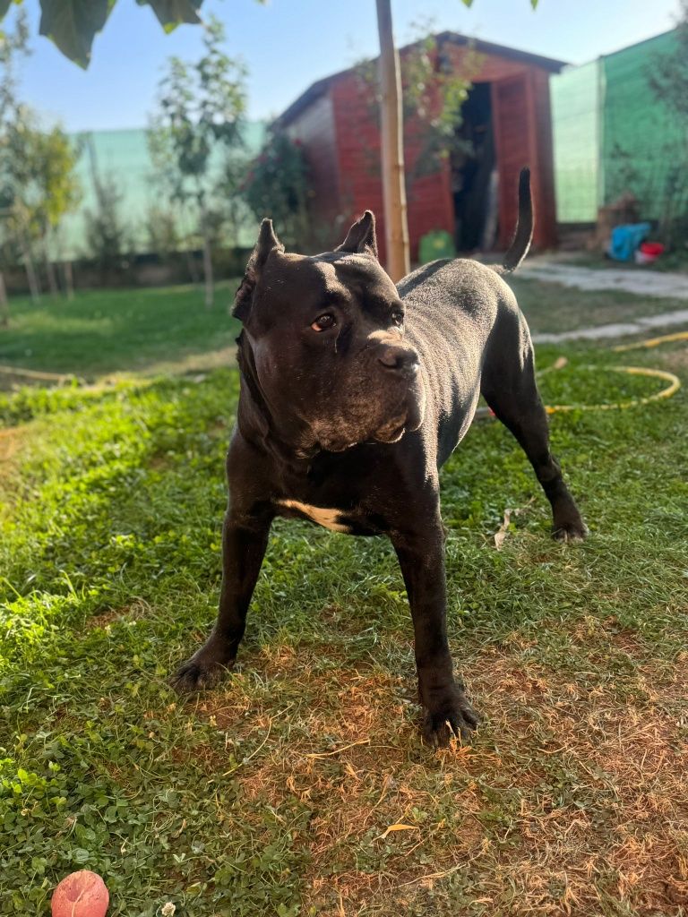 Cane Corso mascul