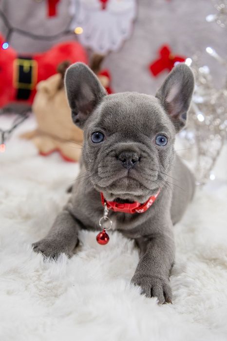 bulldog francez lilac