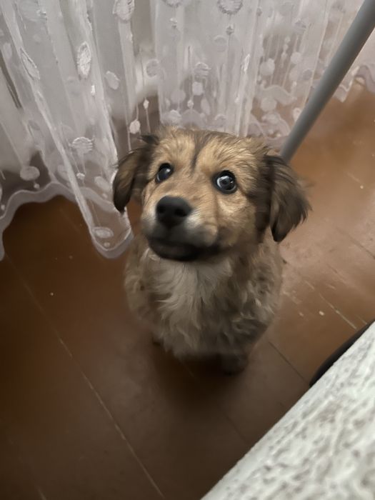 Отдам щенка в добрые руки.