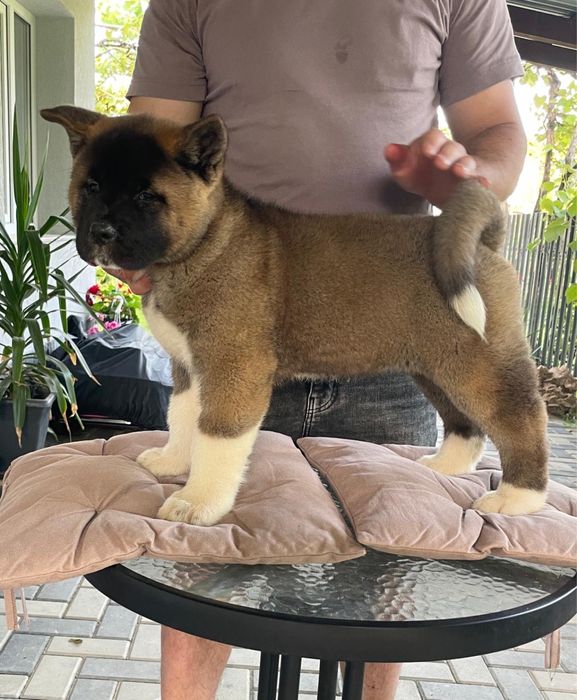 Akita American/Pedigree