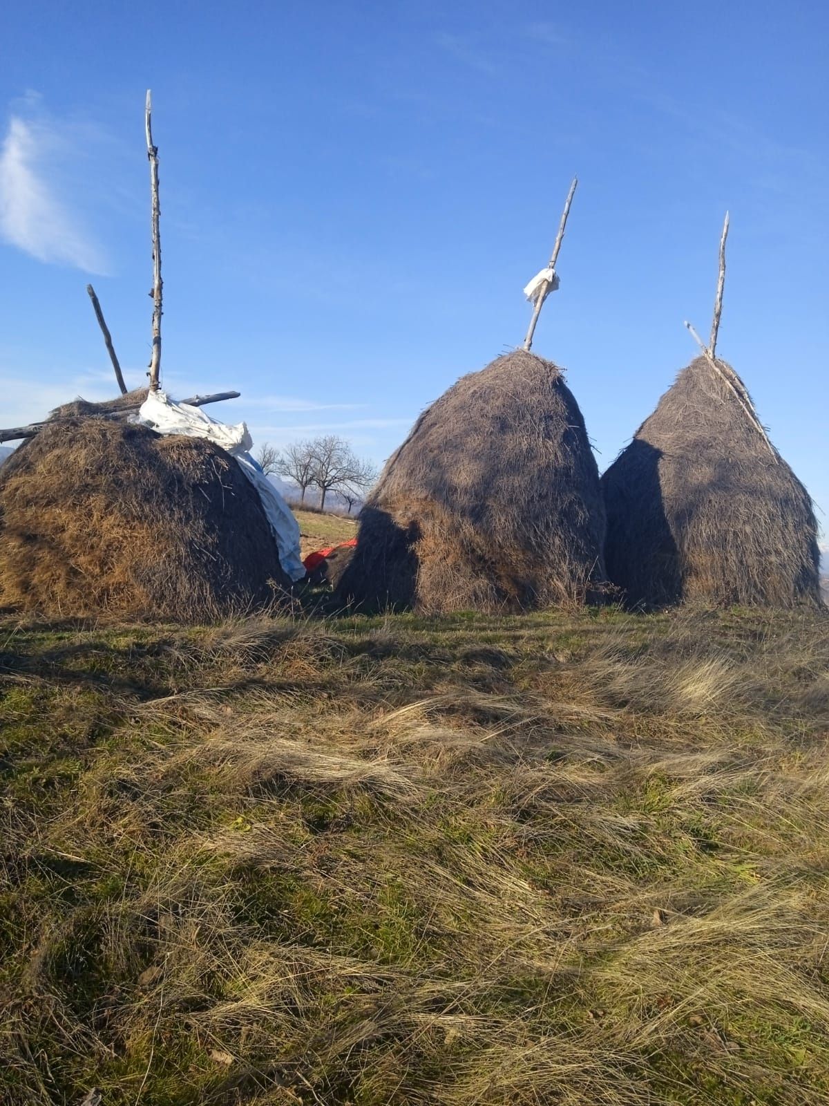 Vând FÂN preț negociabil