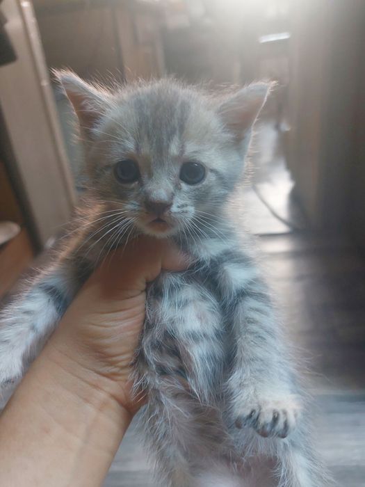 Котята Шатладские прямо ухие