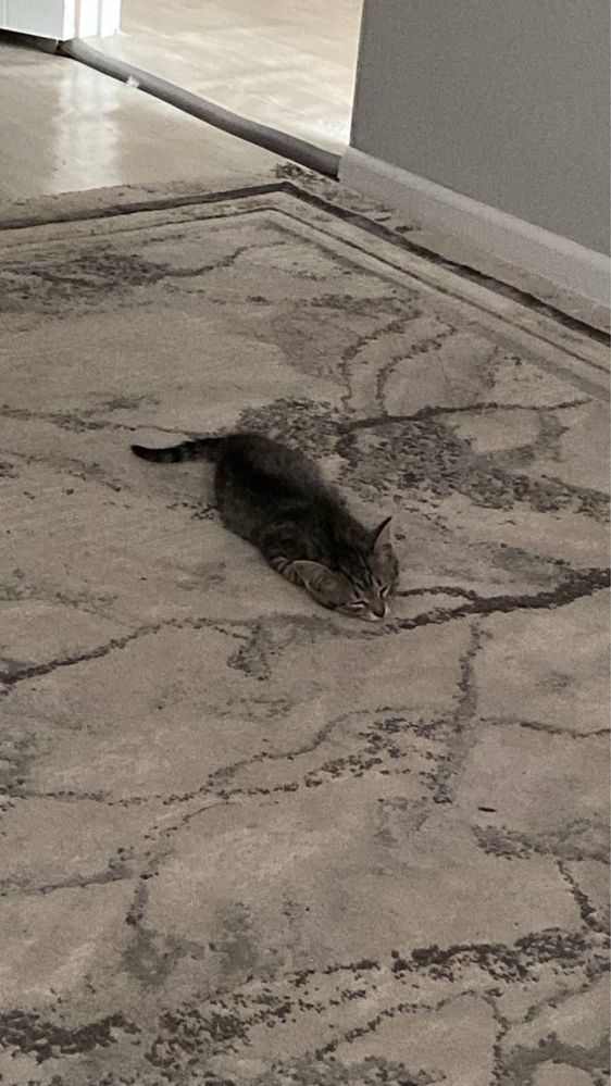 Отдам в добрые руки