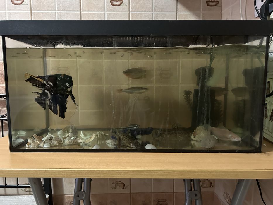 Acvariu Pesti Pompa filtrare capac inchidere Lady 60