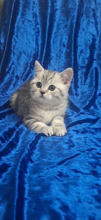 Котенок Шотланд. скоттиш страйт