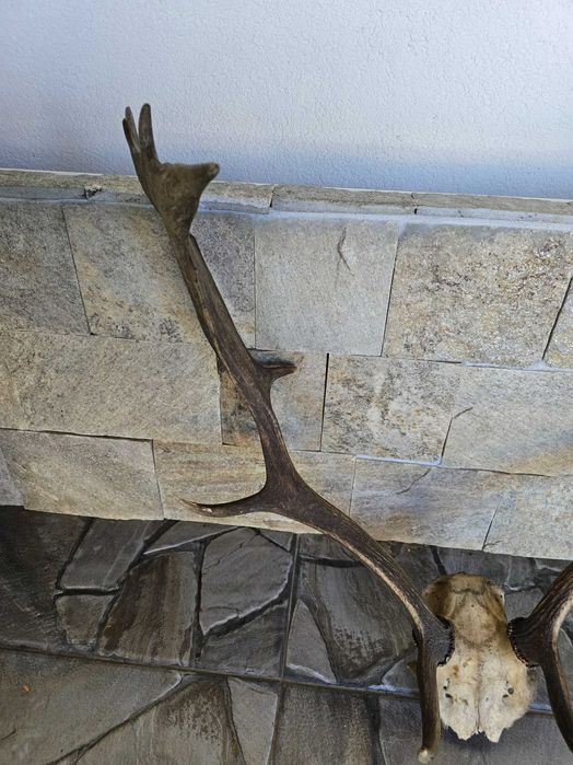 Трофейни рога с череп от Елен