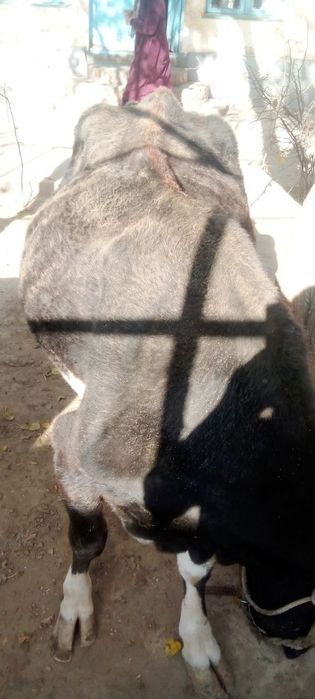 Ona bola sigir sogʻlom