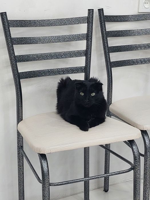 Кошка скоттиш фолд кастрированная