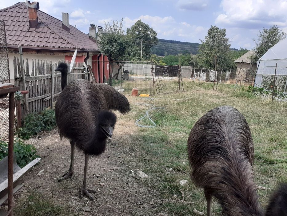 Struti emu de vânzare