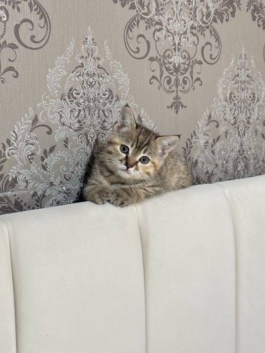 Котята скотиш страйт, девочки
