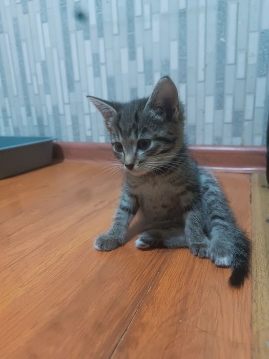 Котенок мальчик бесплатно