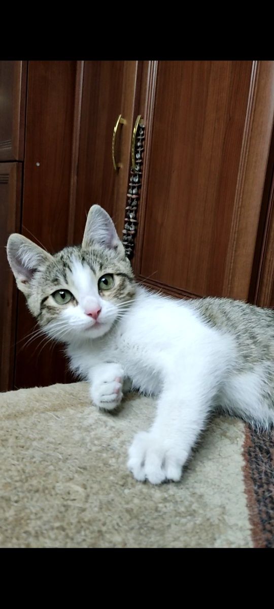 Котёнок девочка в добрые руки