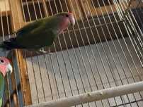 Papagal Agapornis