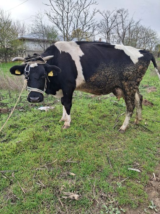 Vând vacă românească