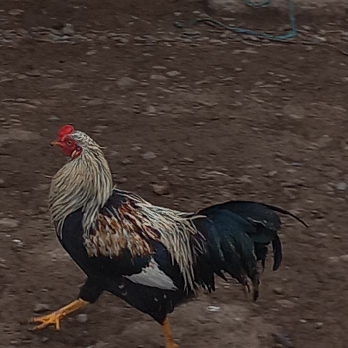 Cocosi frumoși de vânzare