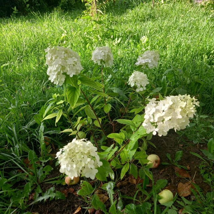 Прлдам гортензии