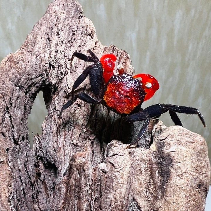 Vampire crab раци гекони фон червеи Терариум субстрат растение купичка